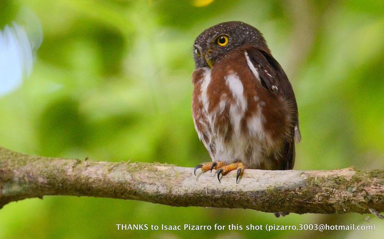 Central American pygmy owl Central American Pygmy Owl Glaucidium griseiceps 4 Dar Flickr