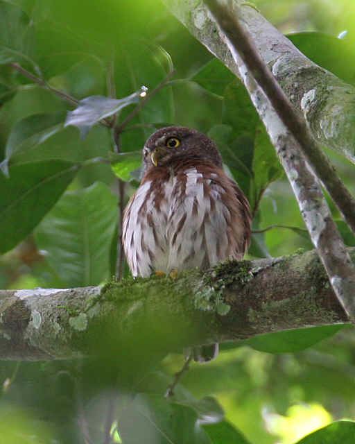 Central American pygmy owl worldbirdseualbum1centralamericanpygmyowl68JPG