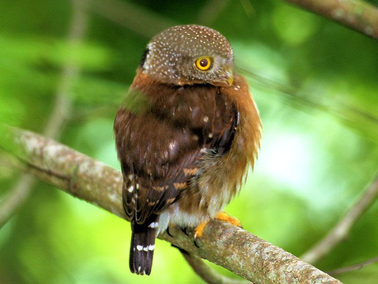 Central American pygmy owl Central American PygmyOwl Photo