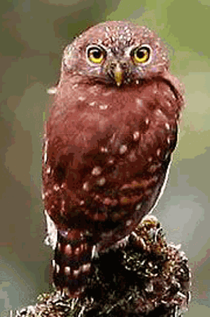 Central American pygmy owl Central American Pygmy Owl Glaucidium griseiceps All Owls of the