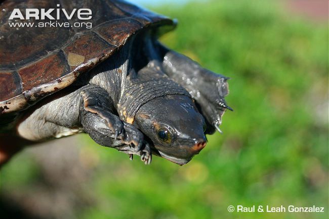 Central American river turtle Central American river turtle photo Dermatemys mawii G100978