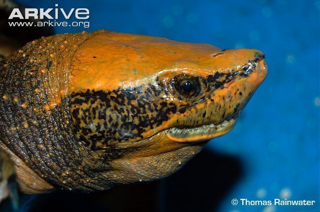 Central American river turtle Central American river turtle videos photos and facts Dermatemys