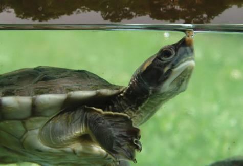 Central American river turtle Identifying Actions for River Turtle Conservation Conservation