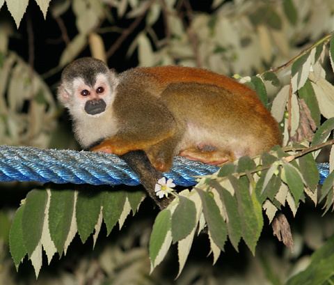 Central American squirrel monkey Central American Squirrel Monkeys Saimiri oerstedii The Firefly