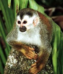 Central American squirrel monkey httpsuploadwikimediaorgwikipediacommonsthu