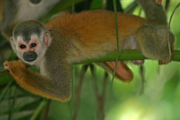 Central American squirrel monkey FileCentral American Squirrel Monkeyjpg Wikimedia Commons