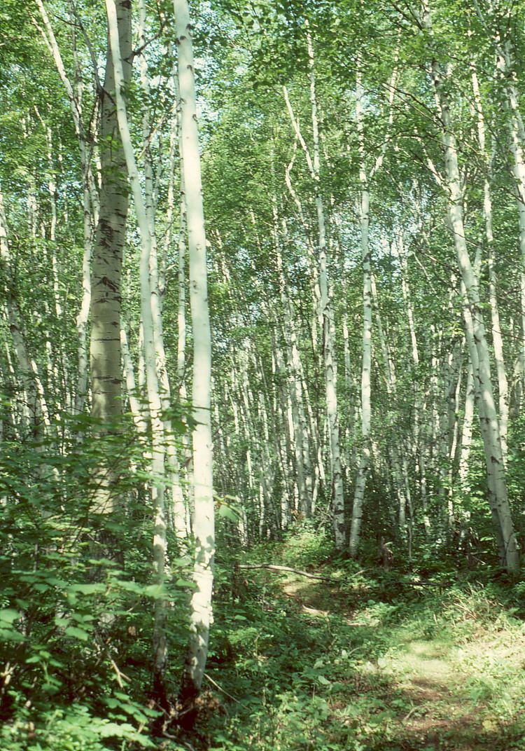 Central Canadian Shield forests wwwcasvanderbiltedubioimagesbiohiresecoregio