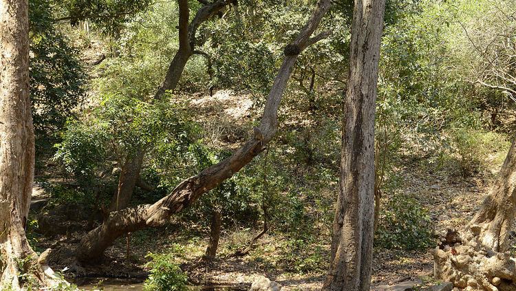 Central Deccan Plateau Dry Deciduous Forests