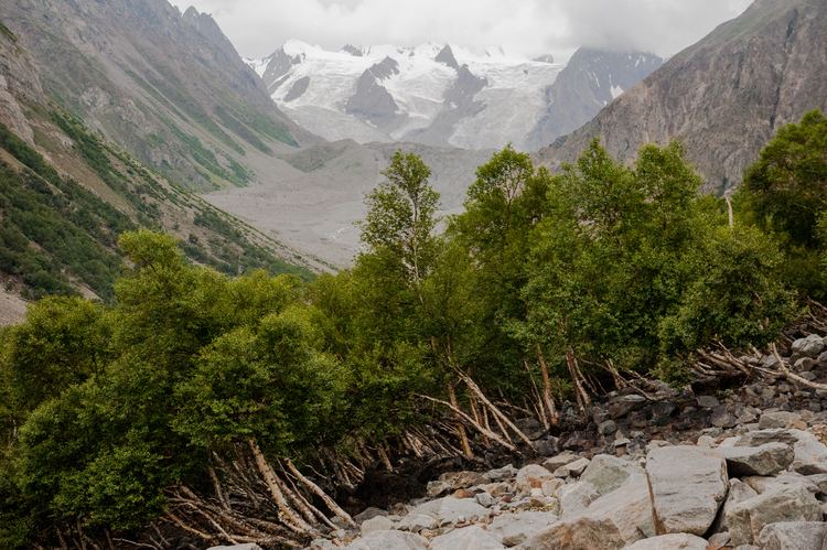 Central Karakoram National Park Flora