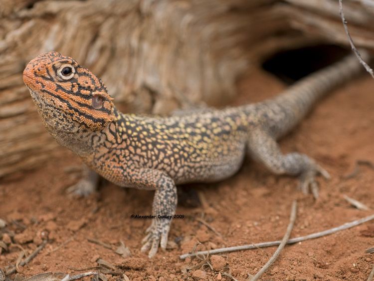 Central netted dragon Central netted dragon Ctenophorus nuchalis photo Alexander Dudley