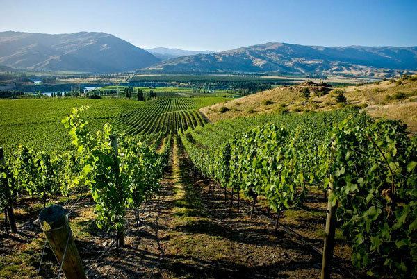 Central Otago wine region wwwcentralotagopinotconzimagesThestunningCe