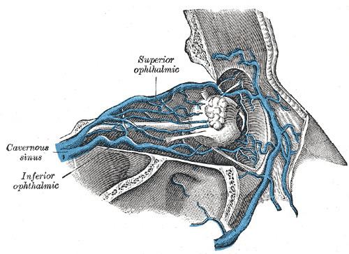 Central retinal vein