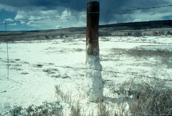 Central Soil Salinity Research Institute