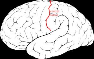 Central sulcus
