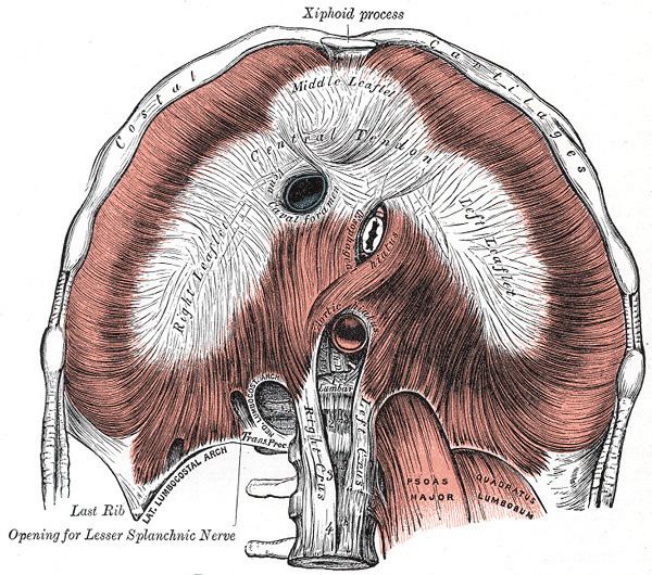 Central tendon of diaphragm