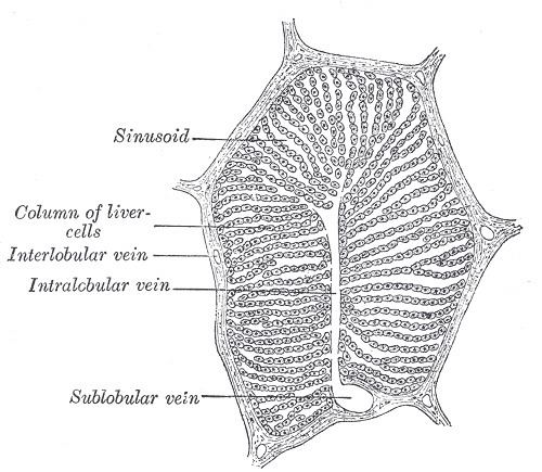 Central veins of liver