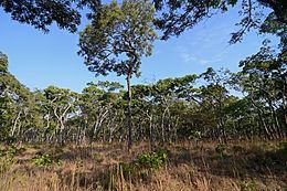 Central Zambezian miombo woodlands httpsuploadwikimediaorgwikipediacommonsthu