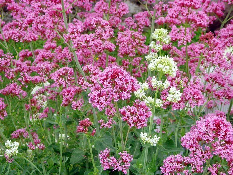 Centranthus 1000 images about on Pinterest