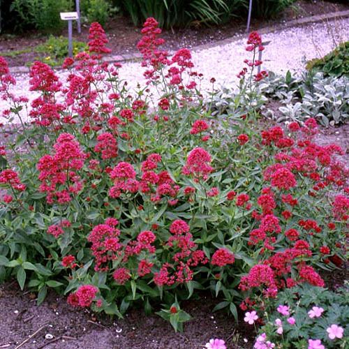 Centranthus Explore Cornell Home Gardening Flower Growing Guides Growing Guide