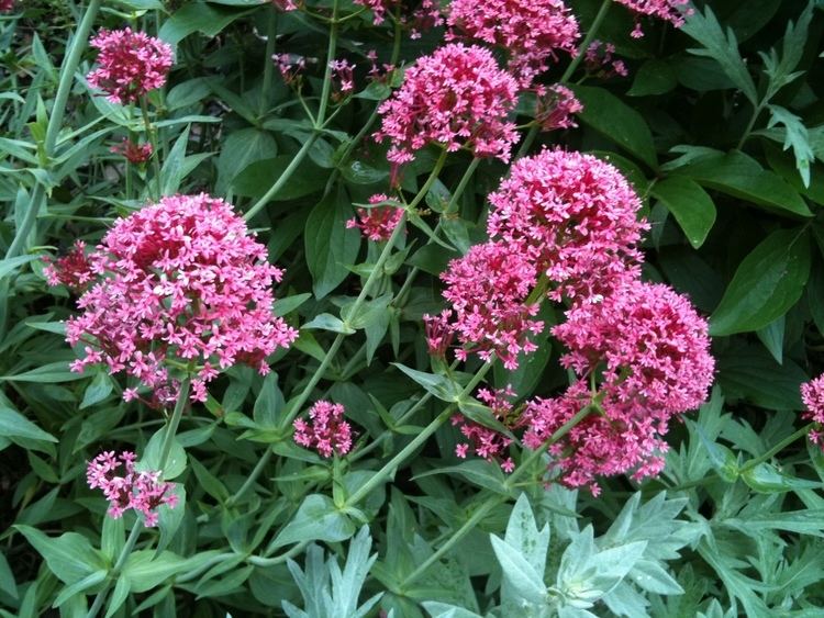 Centranthus ruber Red Valerian Centranthus ruber Driftwood Landscaping