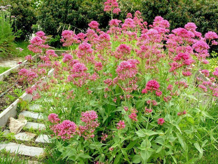 Centranthus ruber 1000 images about Centranthus on Pinterest Gardens Hummingbirds