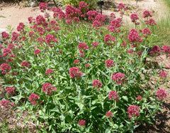 Centranthus ruber wwwpfaforgAdminPlantImagesCentranthusRuber2jpg