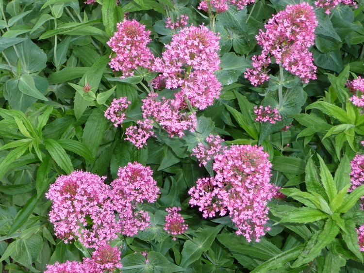 Centranthus ruber Centranthus ruber Wikiwand