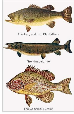 Centrarchidae Sunfish Family Centrarchidae