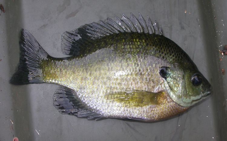 Centrarchidae Lepomis macrochirus Centrarchidae image 8326 at PlantSystematicsorg