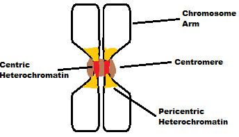 Centric heterochromatin