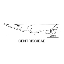 Centriscidae fishesofaustralianetauimagesfamilycentriscida