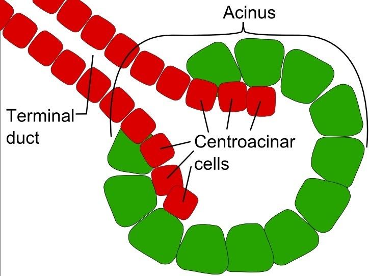 Centroacinar cell