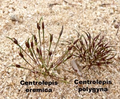 Centrolepis Factsheet Centrolepis polygyna
