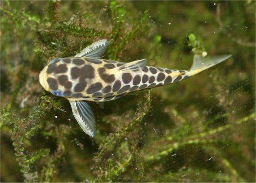 Centromochlus Centromochlus perugiae
