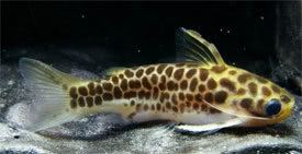 Centromochlus perugiae Centromochlus perugiae Oil Catfish Perugia39s Woodcat Tropical