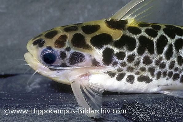 Centromochlus perugiae Centromochlus perugiae Oil Catfish Seriously Fish