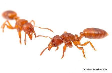 Centromyrmex Centromyrmex AntWiki