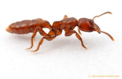 Centromyrmex Centromyrmex Alex Wild Photography