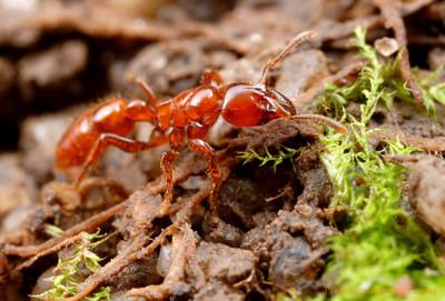 Centromyrmex Centromyrmex Alex Wild Photography