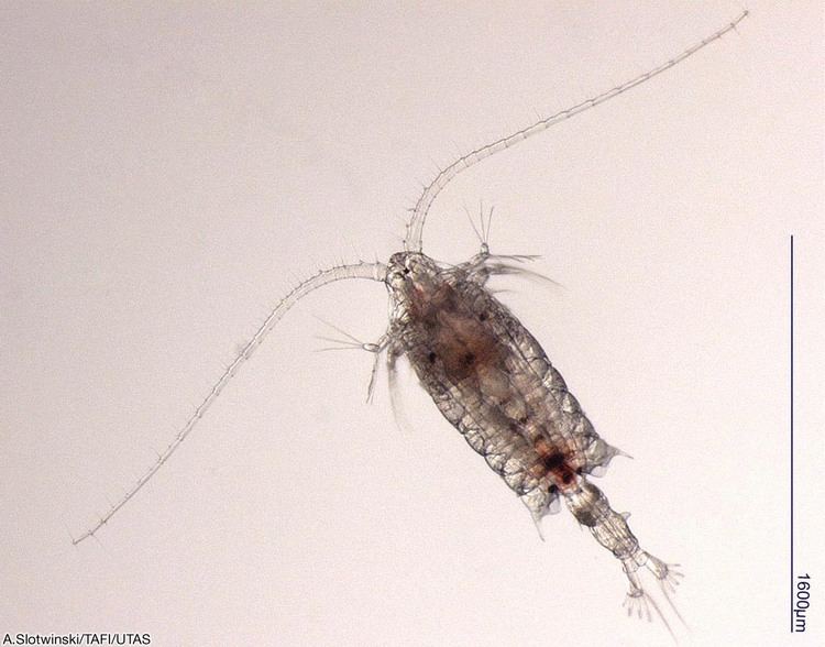 Centropages 1000 images about Copepod on Pinterest Medium