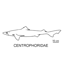 Centrophoridae fishesofaustralianetauimagesfamilycentrophori