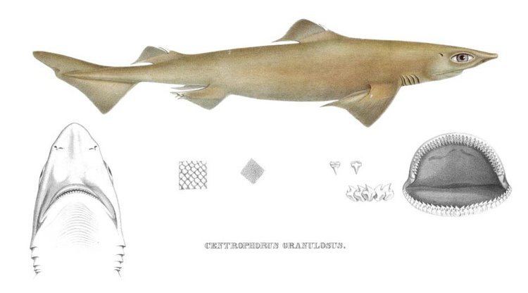 Centrophorus sharkreferencescomimagesspeciesCentrophorusg