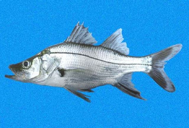 Centropomidae Fish Identification