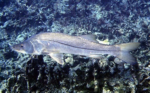 Centropomus Fish Identification