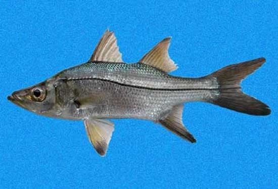 Centropomus Fish Identification