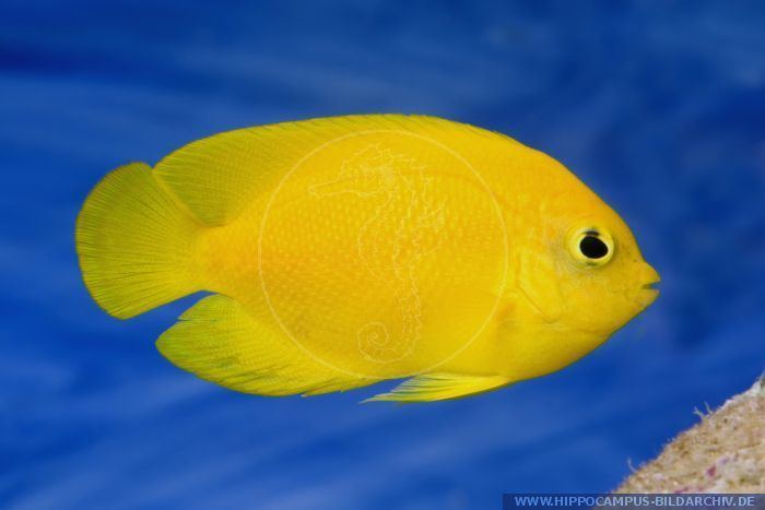 Centropyge heraldi Centropyge heraldi alias Yellow angelfish Hippocampus Bildarchiv