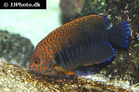 Centropyge potteri Potter39s Angelfish Centropyge potteri in aquarium