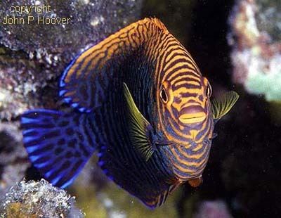 Centropyge potteri Fish of the Month Potter39s Angelfish Centropyge potteri