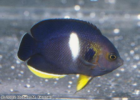 Centropyge tibicen Centropyge tibicen Keyhole angel dwarf angelfish pygmy angels