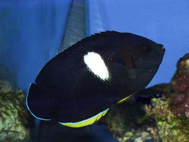 Centropyge tibicen Photos of Centropyge tibicen Keyhole Angelfish